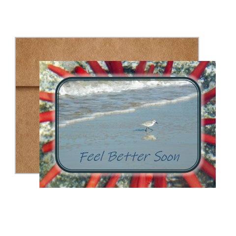 beach bird shore sea anemone