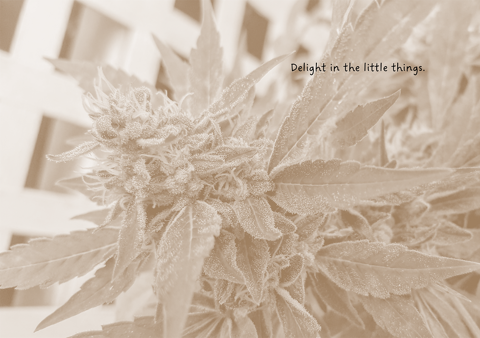 Thumbnail: weed plant with lattice work