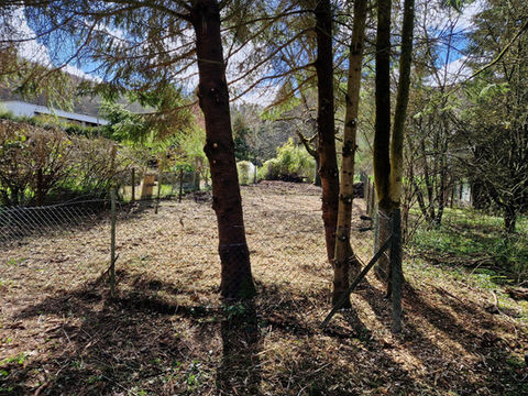 forêt 