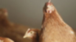 Ferme Mathay