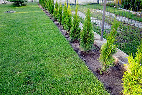 Plantation et tailles de haies.jpg
