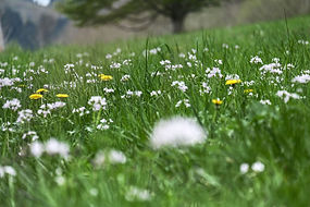 herbes