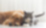 shutterstock_456753517.jpg