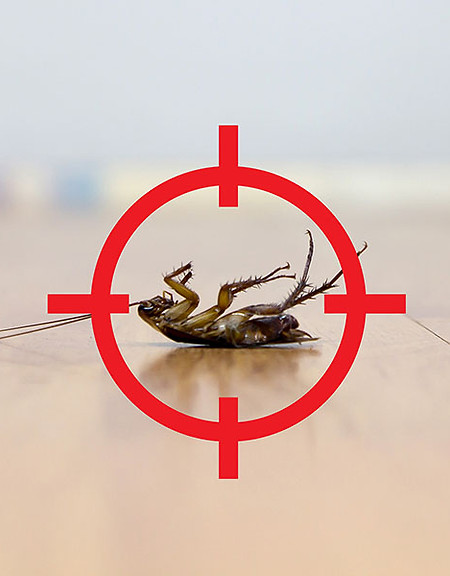 Pest Control