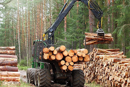 enlèvement des bois luxembourg