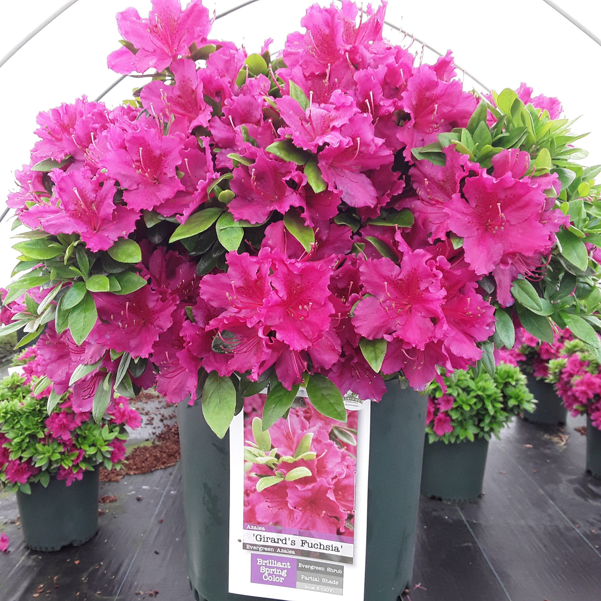 Azalea Girard Fushia #3