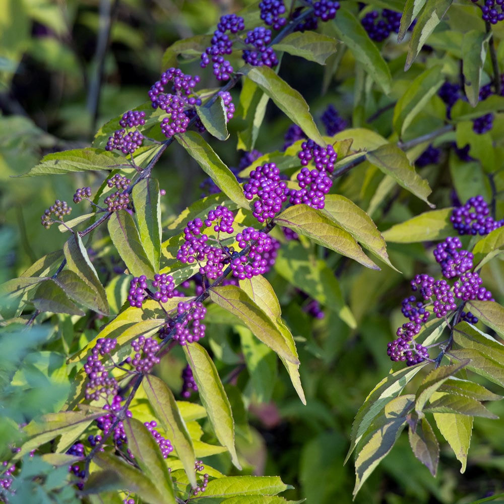 Callicarpa Early Amethyst #3