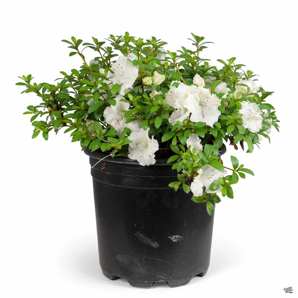 Azalea Gumpo White #3
