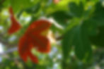 sassafras
