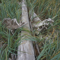 DSC03742_edited.jpg