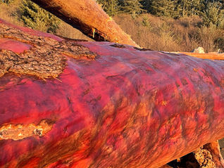 "Of Course I do": A Compassionate Practice for Working with the Inner Critic