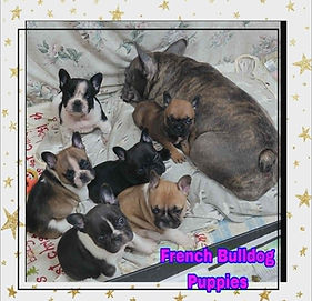 Loretta - Puppies 6 Weeks.jpg