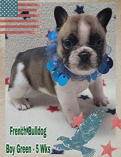 Loretta - Boy Green 5 Wks.jpg