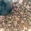 Thumbnail: Luban Ethiopia (Frankincense)