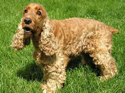 Corte-pelo-perro-cocker-spaniel