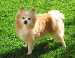 pomerania