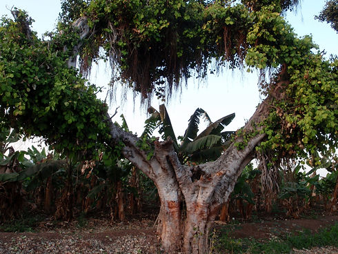 tree hearth.JPG