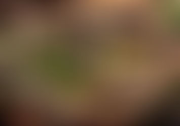 Траметес разноцветный (кориолус разноцветный, трутовик пёстрый) trametes versicolor (l.:fr.) quel. (