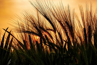 AdobeStock_358672437.jpeg
