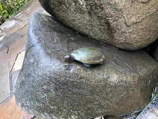 庫克船長小屋