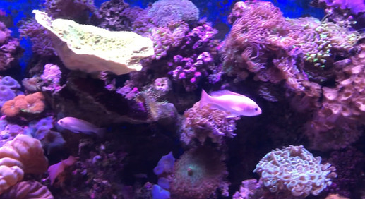 墨爾本水族館