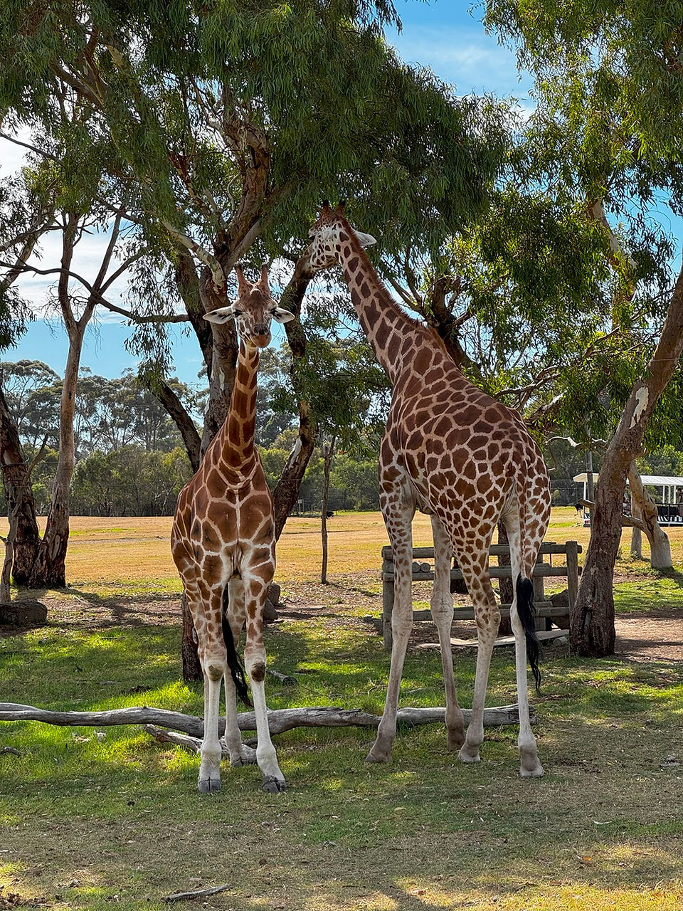 野生動物園