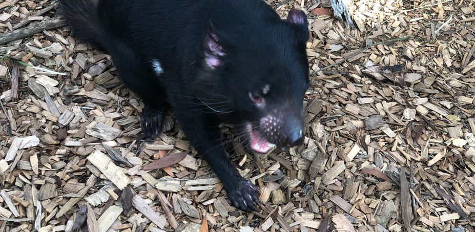 Tasmania Devil