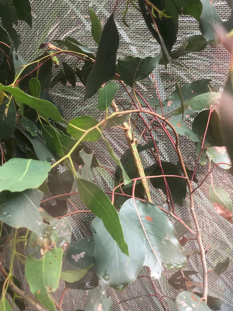 墨爾本博物館