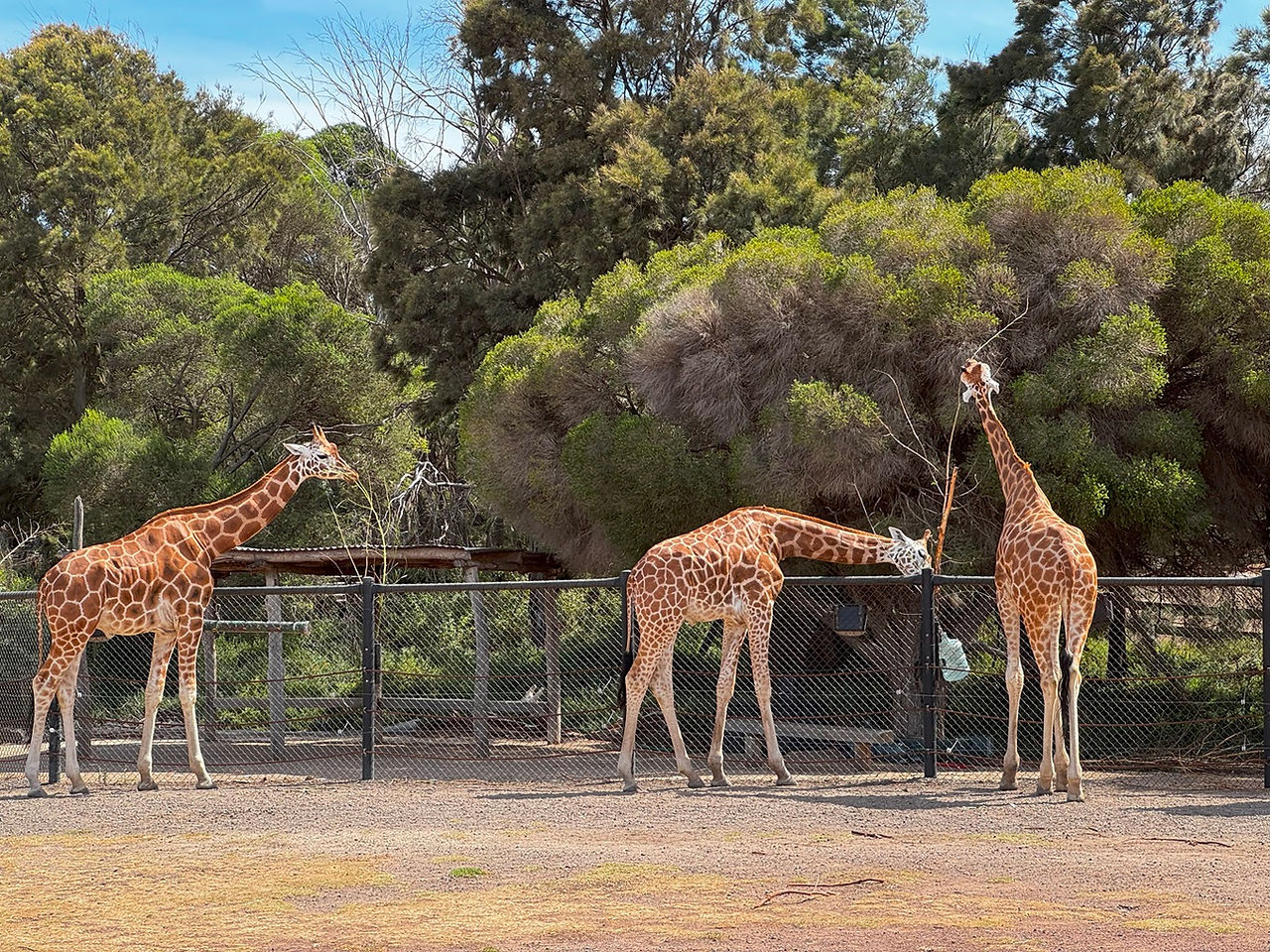 野生動物園