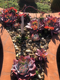 墨爾本皇家植物園