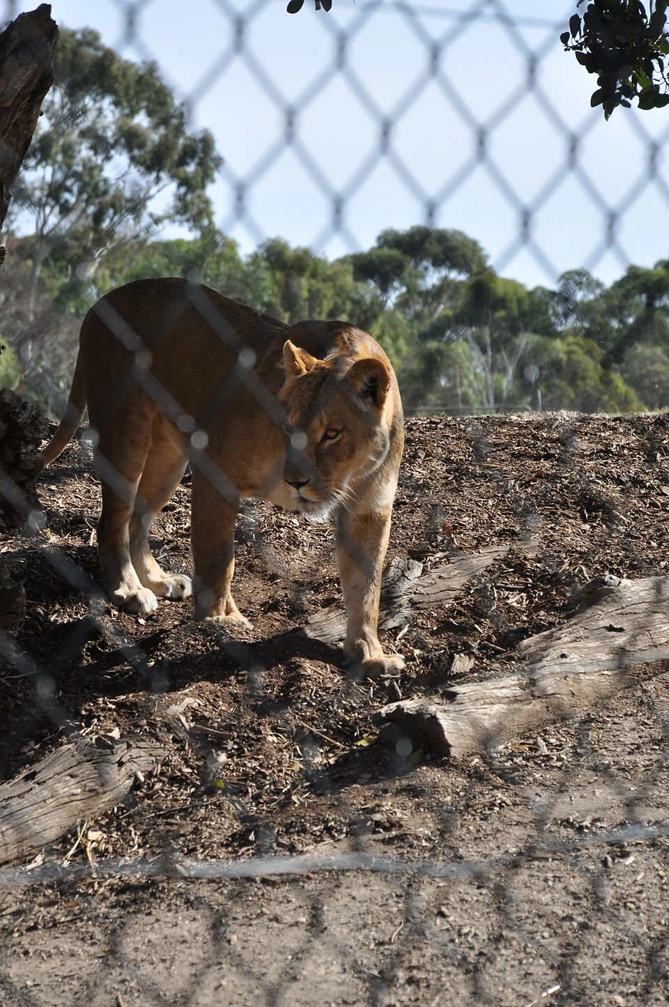 野生動物園