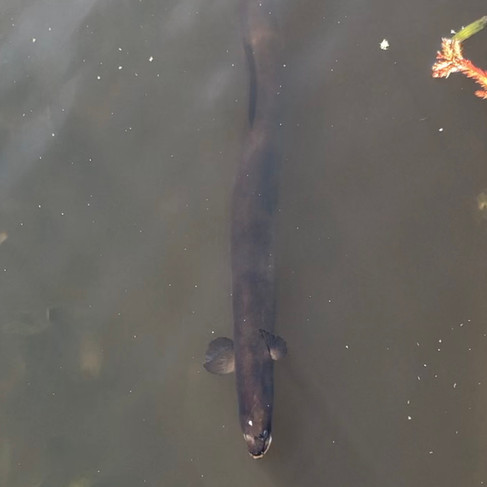 墨爾本皇家植物園