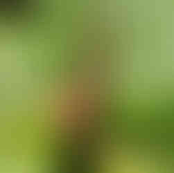 墨爾本皇家植物園