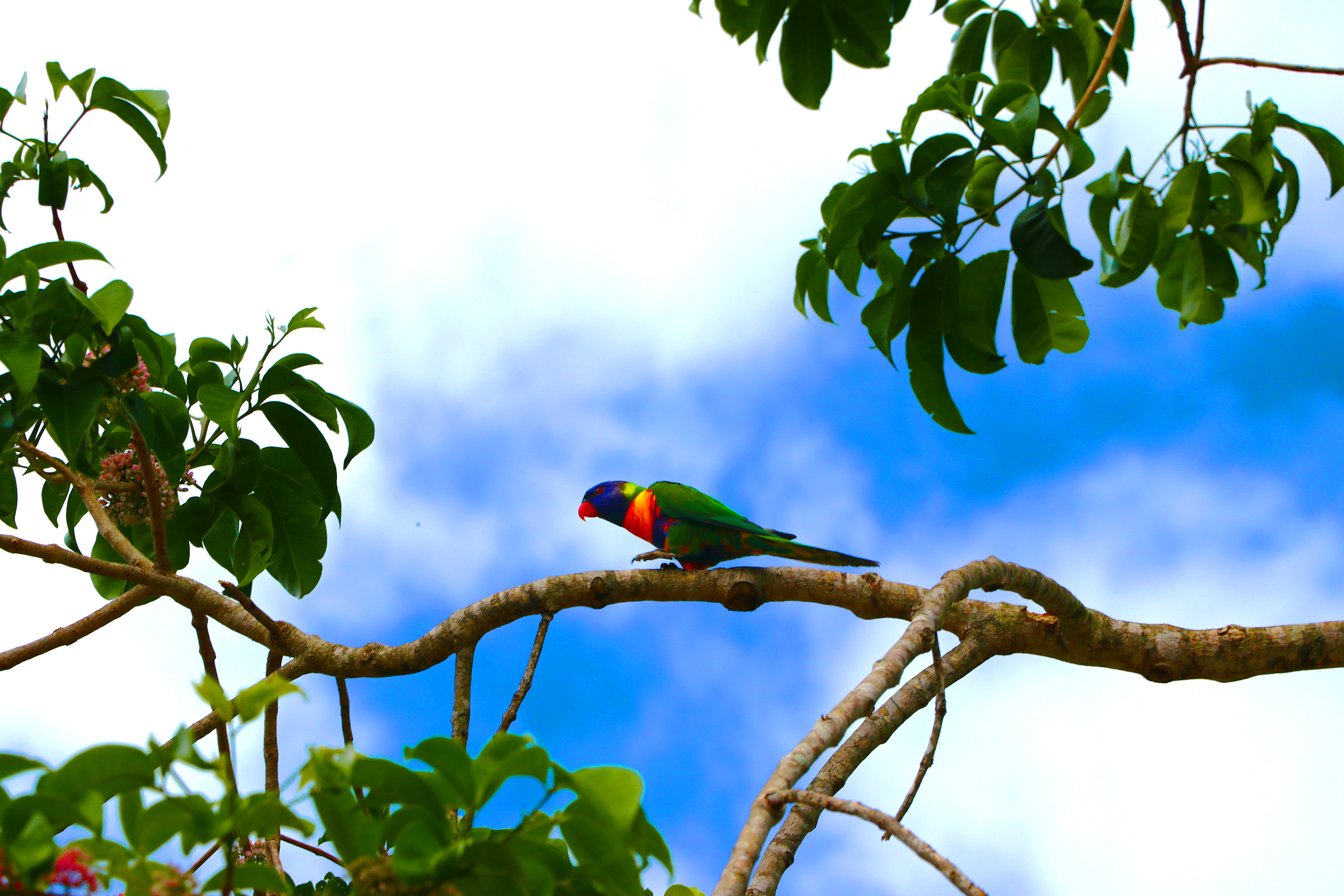 Rainbow Lorikeet