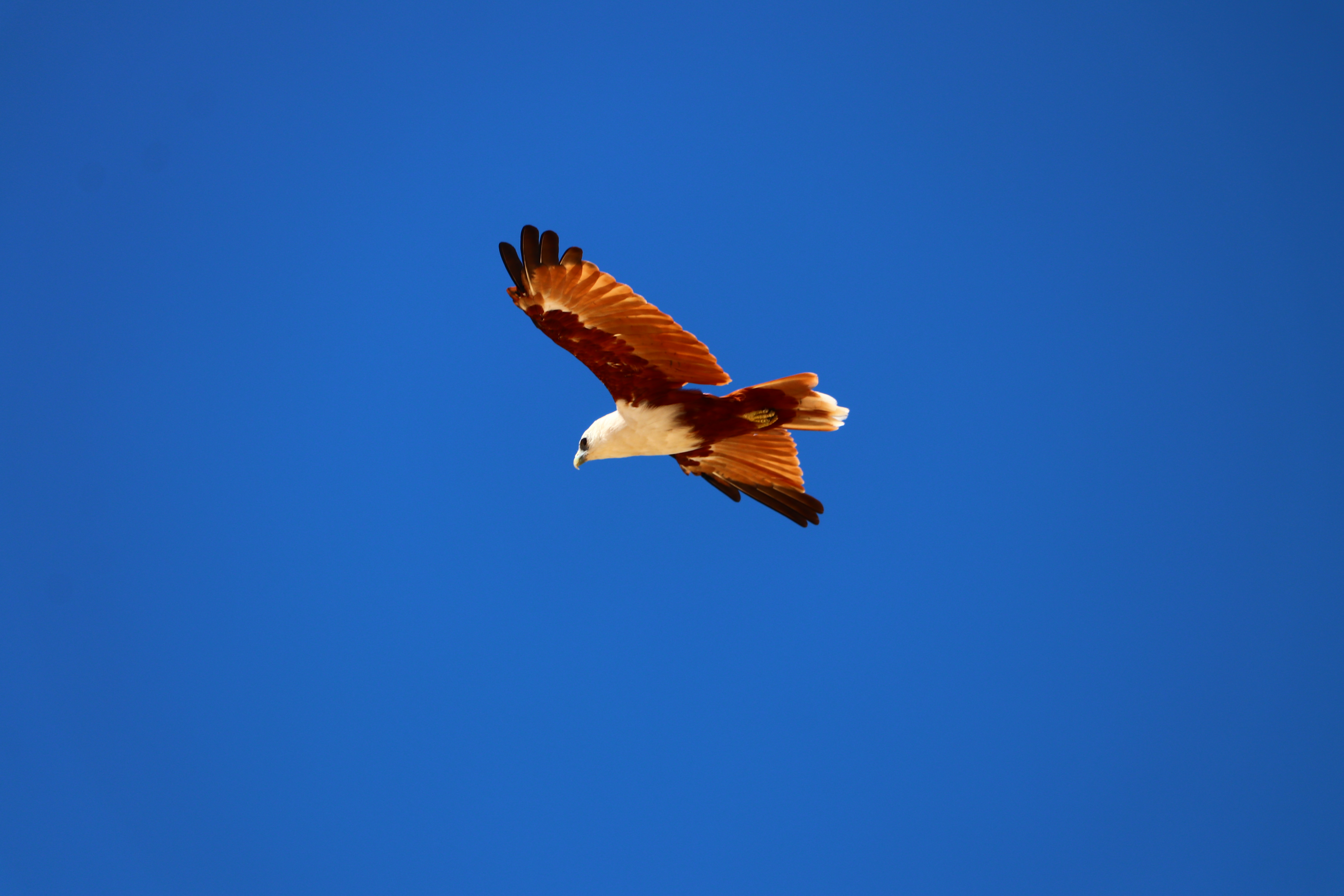 Soaring