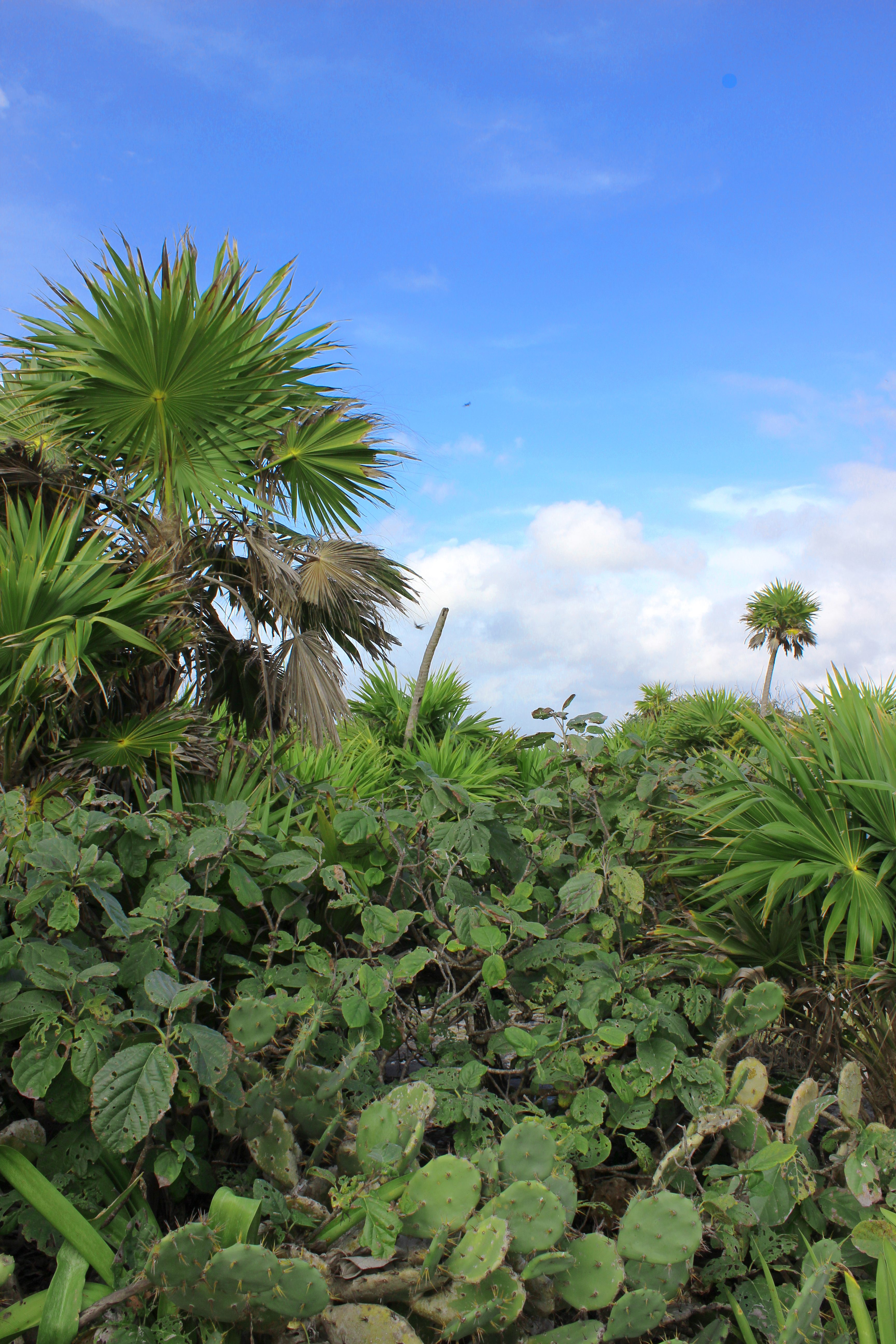 Tulum Cacti