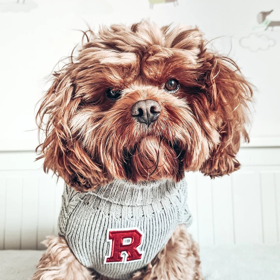 Rupert - Top Uk_Pet Influencer