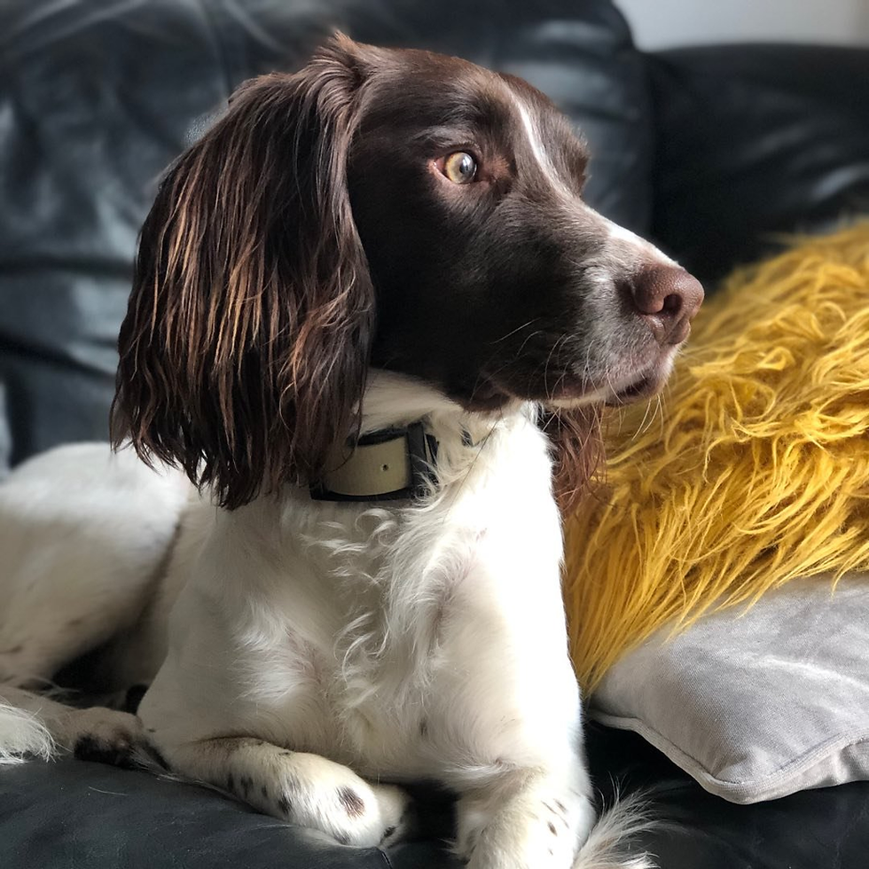 Milo - Top Uk_Pet Influencer