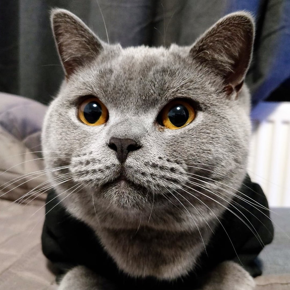 Potaito - Top Uk_Pet Influencer