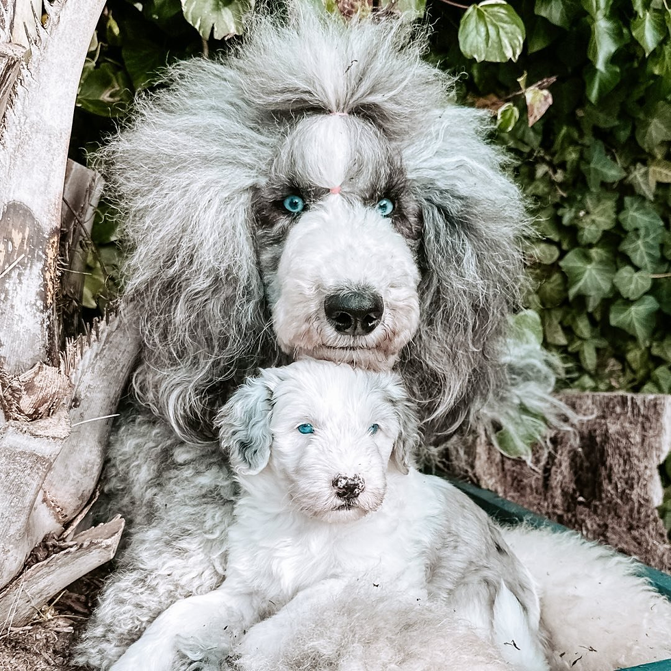 Georgia & Willow Blue - Top Uk_Pet Influencer