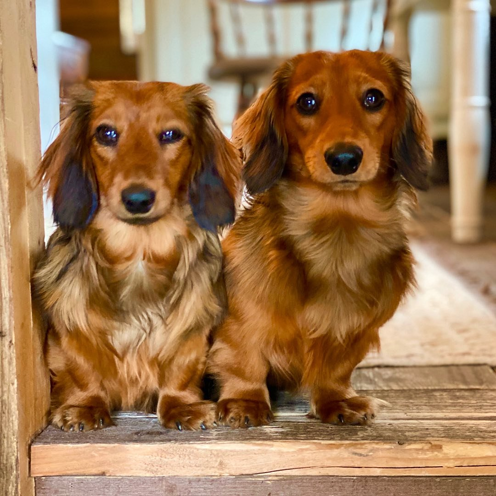 Basil & Olive - Top Uk_Pet Influencer