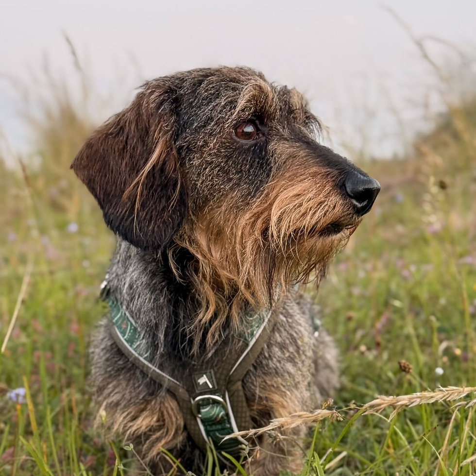 Rafferty Reid - Top Uk_Pet Influencer