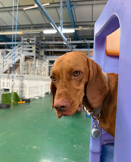 A ginger Vizsla looking through a purple play structure at a dog daycare