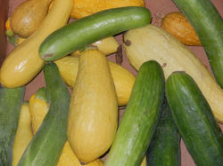 Zucchini and squash