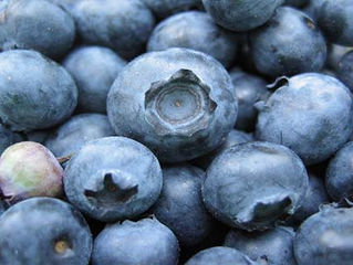 Alcorn’s Panicker Makes Breakthrough in Organic Blueberry Research