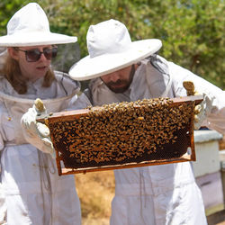 Bee Hive
