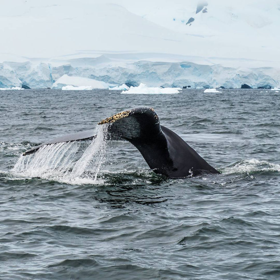 A humback whale lifts it's tail out of the water with a glacier in the background