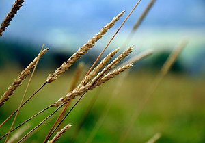 Image for How to get the best germination with the optimal spraying system.jpg