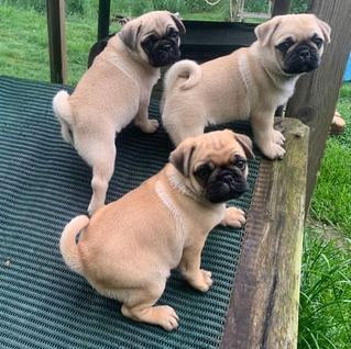 Welpen, Deutschland, Mops