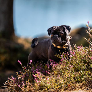 Retromops Schweiz, Welpen, Züchter, altdeutscher Mops